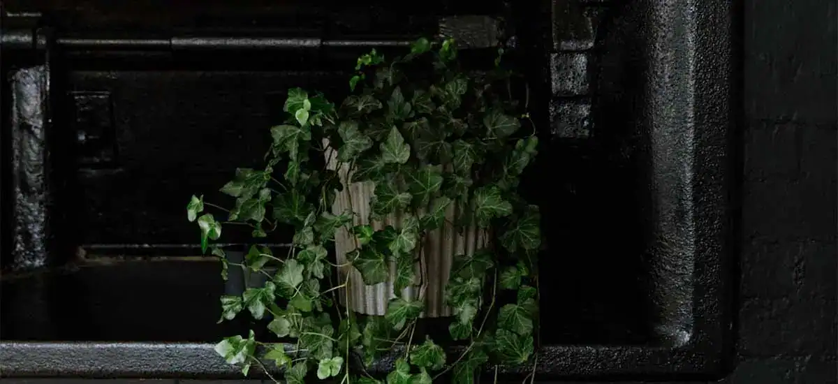Fritz Fryer Lighting UK - Black fireplace with decorative ivy plant.